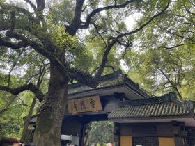 元旦假期浙江热门景点，灵隐寺、乌镇、普陀山预订火爆